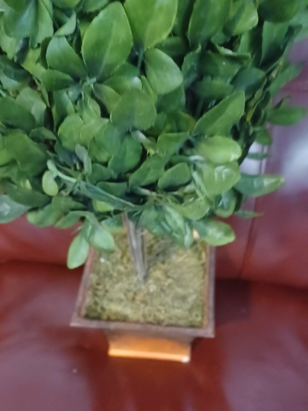 Small plant in a wooden vase. his small plant in a wooden vase is a modern.